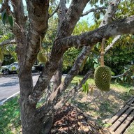 บรรยากาศ PAPA'S GARDEN ดอยสะเก็ด เชียงใหม่