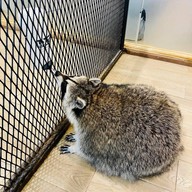 Little Zoo Cafe Onnut Plaza