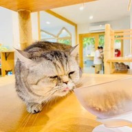 Little Zoo Cafe Onnut Plaza