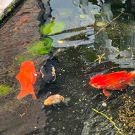 Cher Cafe (Southern coffee เก่า)