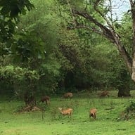 บรรยากาศ อนุสรณ์สถานสืบนาคะเสถียร