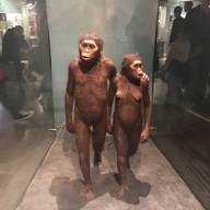 American Museum Of Natural History