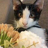 ร้านข้าวกลางซอย ข้าวหมูทอด ไก่ทอด ลาดกระบัง