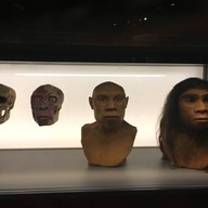 American Museum Of Natural History