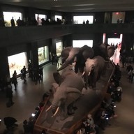 American Museum Of Natural History