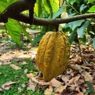 Cocoa Valley Resort (Cocoa farm)
