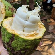 Cocoa Valley Resort (Cocoa farm)