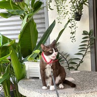 coffee  cat หมู่บ้านลานทอง