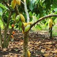 Cocoa Valley Resort (Cocoa farm)