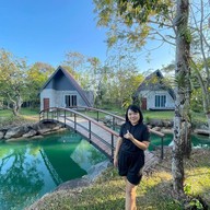 Licuala (ลิคูล่า)