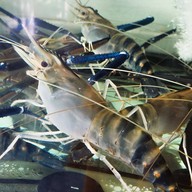 เมนูของร้าน รวยกุ้งเผา