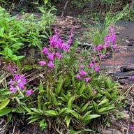 อุทยานแห่งชาติภูลังกา