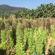 ไร่สตรอเบอร์รี่ไผ่สีทอง