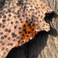 I Love Elephant Samui