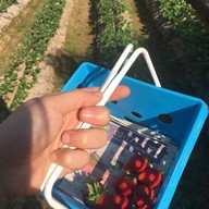 ไร่สตรอเบอร์รี่ไผ่สีทอง