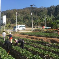 ไร่สตรอเบอร์รี่ไผ่สีทอง