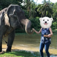 I Love Elephant Samui