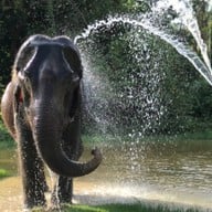 I Love Elephant Samui