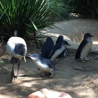 Featherdale Sydney Wildlife Park