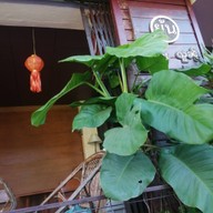 ยุ้น