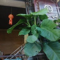 ยุ้น