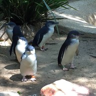 Featherdale Sydney Wildlife Park