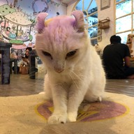 Caturday cat cafe