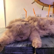 Caturday cat cafe