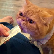 Caturday cat cafe