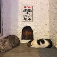 Caturday cat cafe
