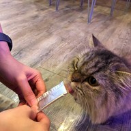 Caturday cat cafe