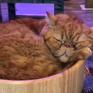 Caturday cat cafe