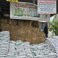สิริภูมิ (กระถางดินปลูก)