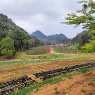 ดอยอ่างขาง