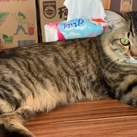 มากินไก่ทอด