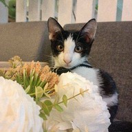 ร้านข้าวกลางซอย ข้าวหมูทอด ไก่ทอด ลาดกระบัง