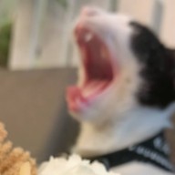 ร้านข้าวกลางซอย ข้าวหมูทอด ไก่ทอด ลาดกระบัง