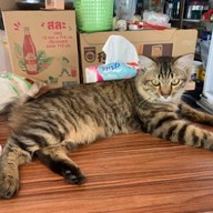 มากินไก่ทอด