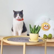 Purr-Cup Home Cafe Roaster