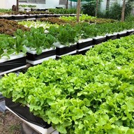 ครัวหลังบ้าน&ผักในสวน