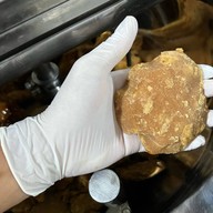 จ้าวจอมลอดช่อง สาขาหลักทางการ