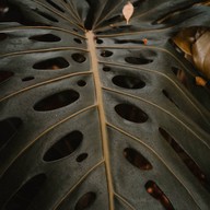 Dawane Cafe Dawane Cafe