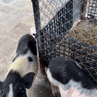 Khao Yai Farm Village