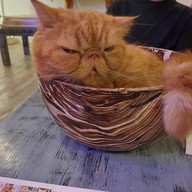 Caturday cat cafe
