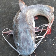 เรื่องเล่าสุนทรี