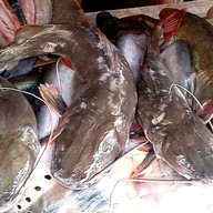 เรื่องเล่าสุนทรี