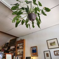 Slow Heart Bang Saray