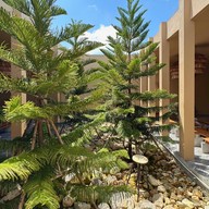 COPPERWOOD -