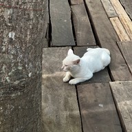 ชลธี อินเตอร์ คอฟฟี่ (คาเฟ่ป่าโกงกาง) วัดปากโก