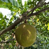 บ้านมีสวน คาเฟ่ บ้านมีสวน